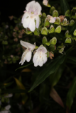 Westringia longifolia RCP7-2015 (178).JPG
